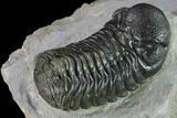 Austerops Trilobite - Nice Eye Facets #132258-4